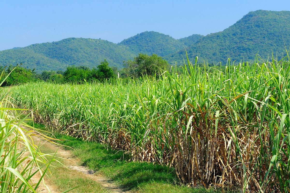 сахарный тростник в индии