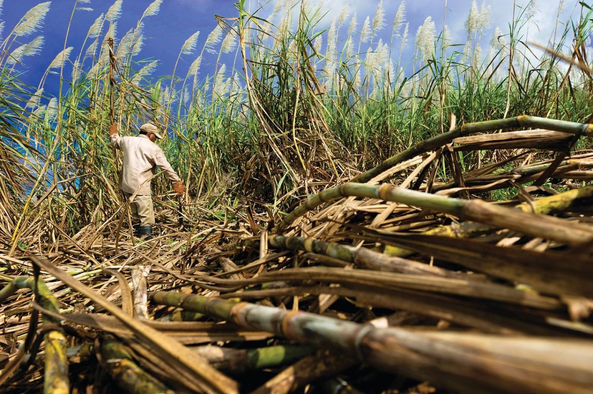 Sugar production process