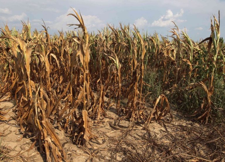 The weather is hitting the German economy: a record drought