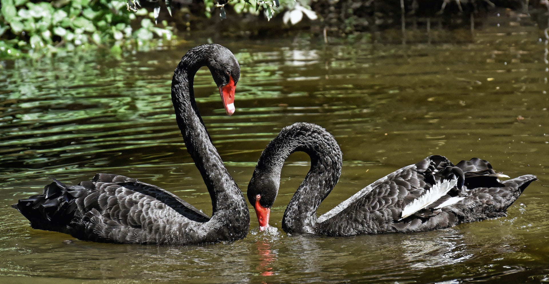 Origin Of Term Black Swan