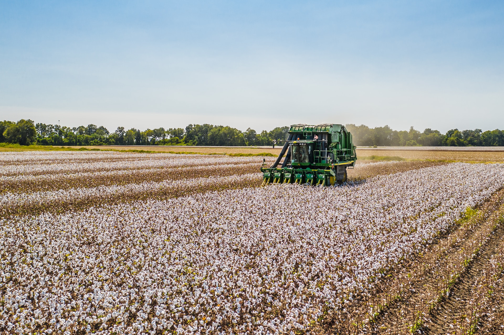 cotton production