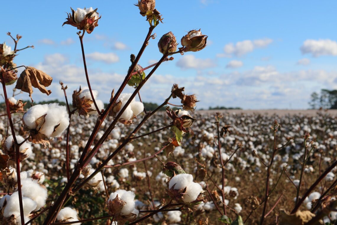 cotton production in Israel