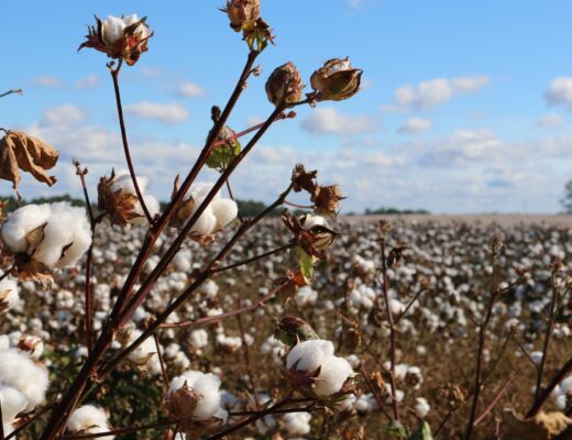cotton production in Israel